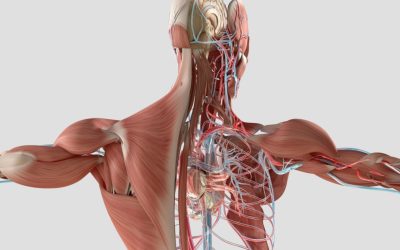 Preprečevanje prezgodnjega staranja – Revilab SL